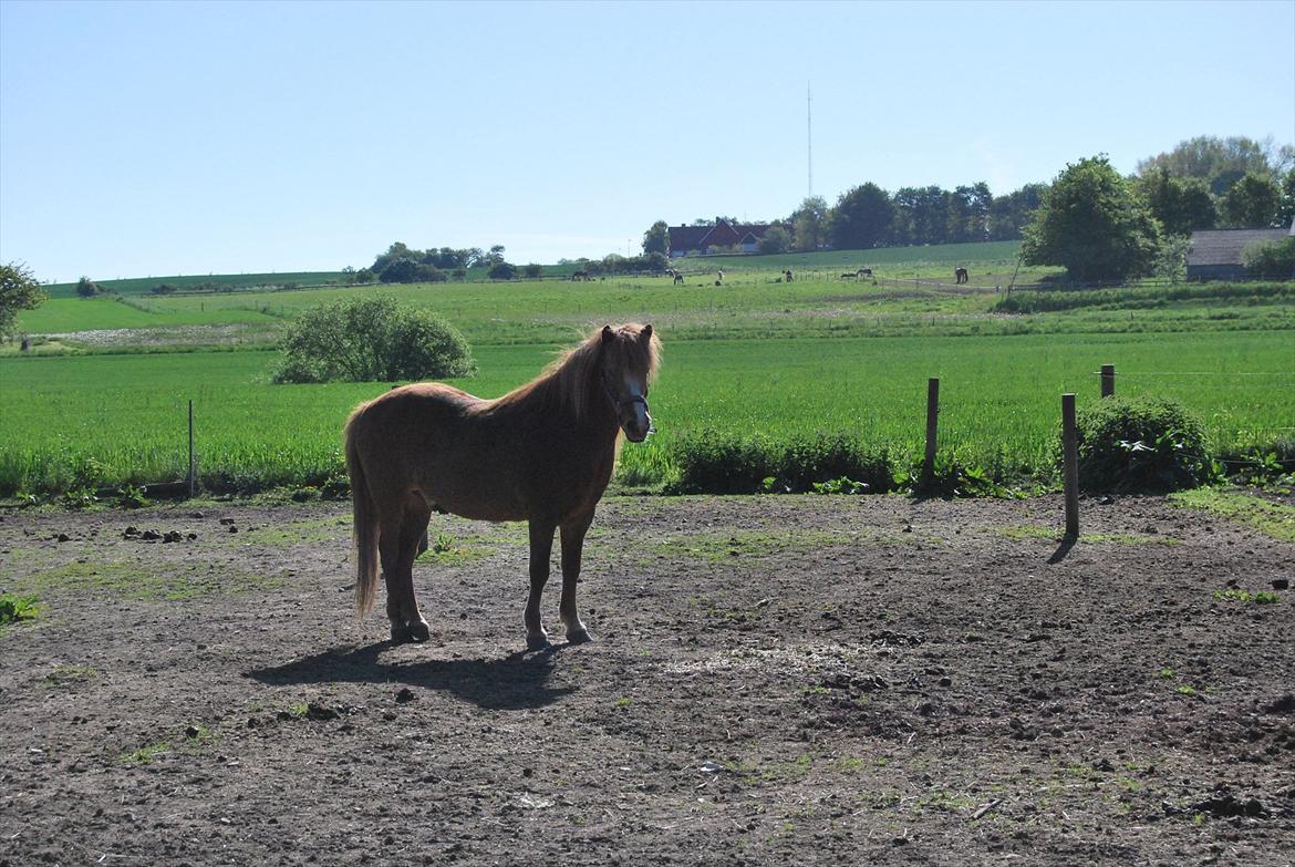 Islænder Blossi fra Ponygården - - Selvom man er vallak, må man vel godt krydse ben når man slapper af ? ;) billede 3