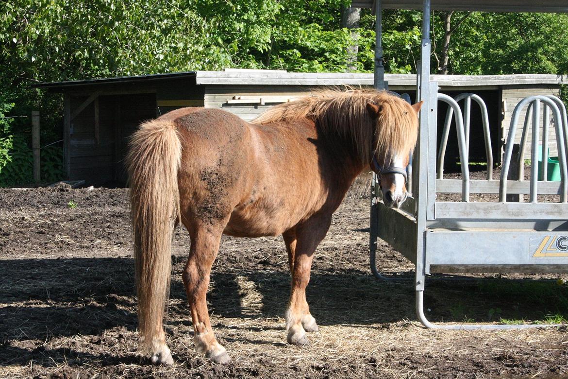 Islænder Blossi fra Ponygården - Rigtig dejlig forårsdag, Blossi nyder at rulle sig..... - i mudder :D billede 4