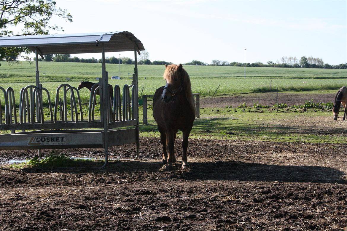 Islænder Blossi fra Ponygården - "Kommer der snart mere wrap?" billede 5