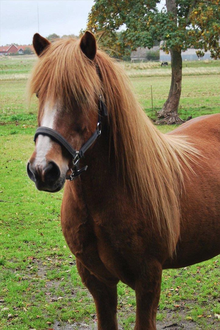 Islænder Blossi fra Ponygården - Smukke Blossi <3 billede 1