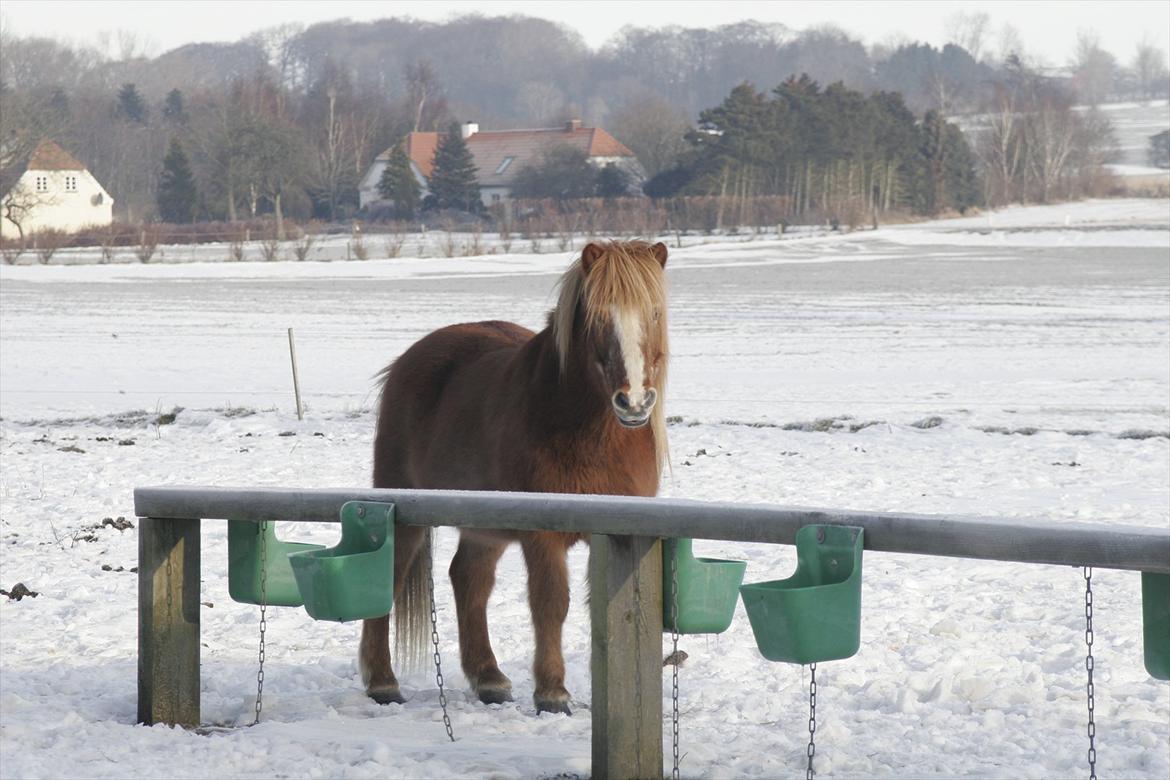 Islænder Blossi fra Ponygården - Dagen efter dagen efter nytårsaften 2010.... "Lidt tømmermænd har man vel altid?" :D billede 6