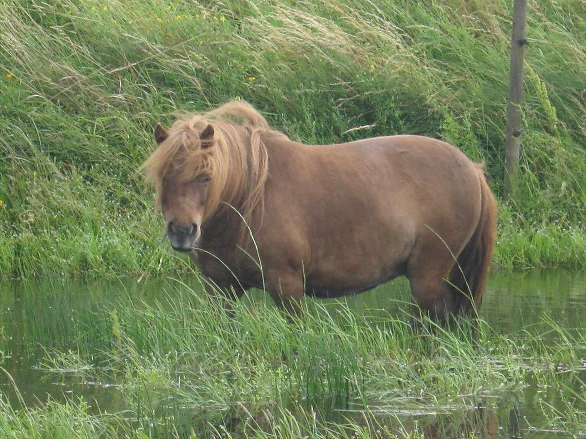 Shetlænder Tøsen billede 9