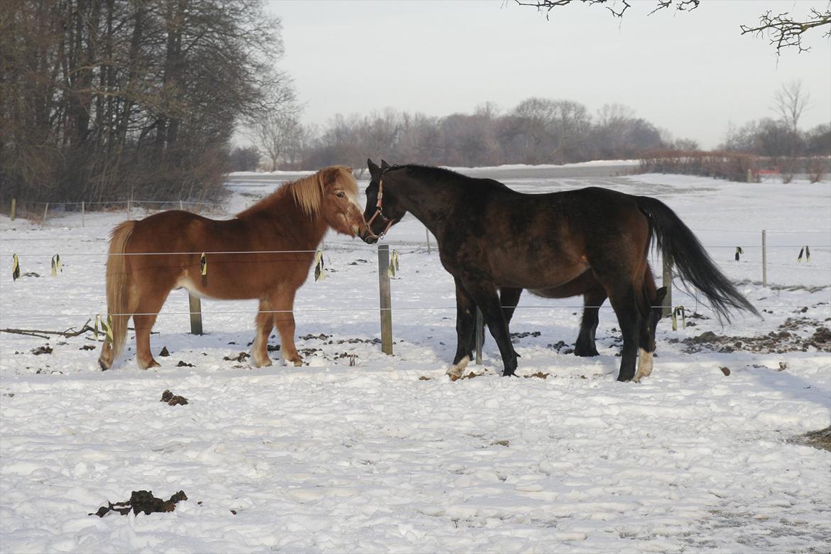 Islænder Blossi fra Ponygården - Kom dame..... billede 7