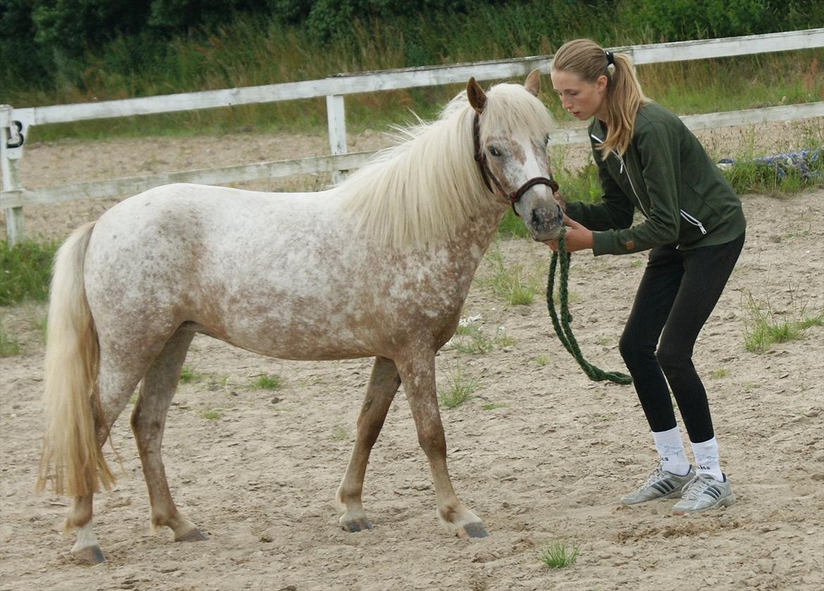 Anden særlig race Freya  >>Solgt! << - Bakke arbejde, ponyen uden bakgear! :-P billede 16