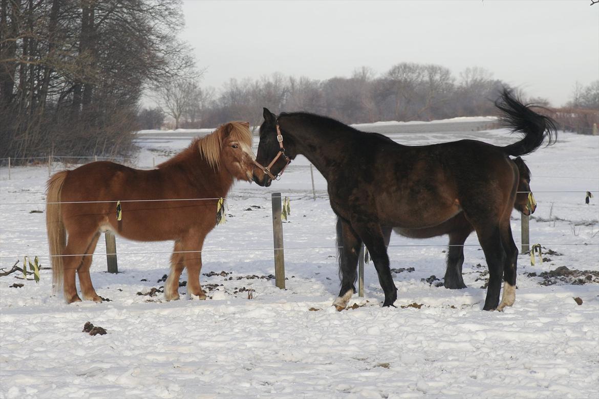 Islænder Blossi fra Ponygården - Så skal jeg være så tæske-mandig så du hviner ;) Jeps, jeg kan endnu :D billede 8