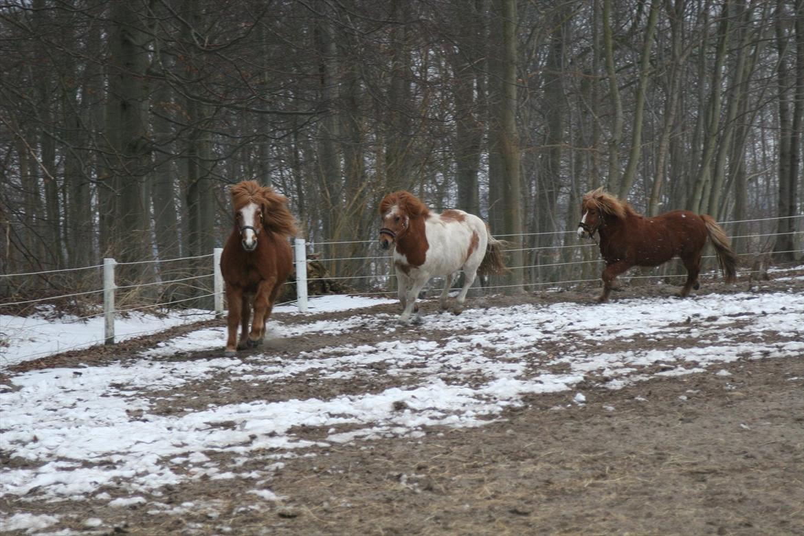 Islænder Blossi fra Ponygården - Blossi fører flokken rundt på ridebanen :) billede 9
