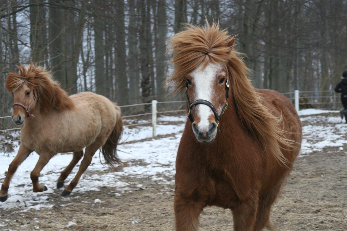 Islænder Blossi fra Ponygården - Tju-hej hvor det går, står der lige en fotograf dér?? billede 10