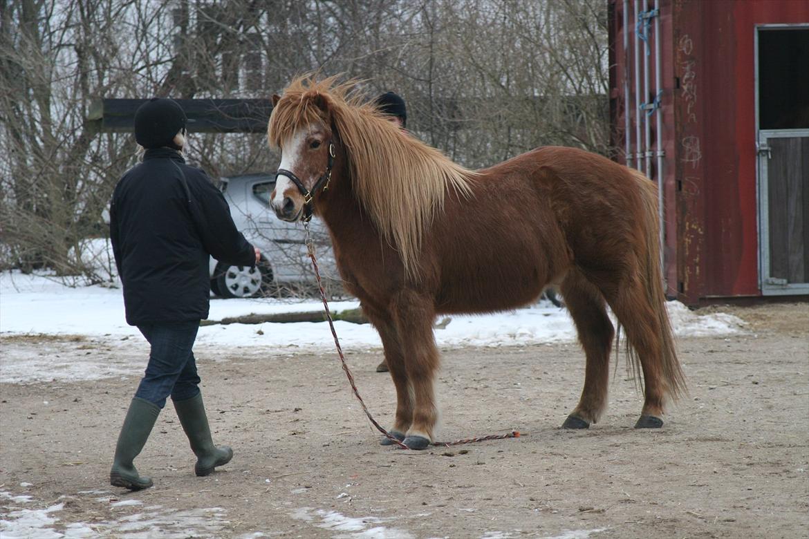 Islænder Blossi fra Ponygården - Nåhr ja, hvem er det nu der bestemmer? Man kan da altid bare løbe sin vej, og først lade sig fange når eleverne lokker med mad.lyde :D billede 11