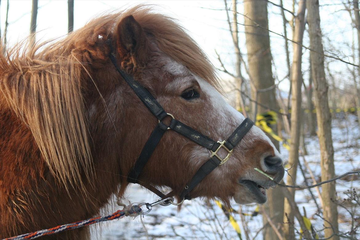 Islænder Blossi fra Ponygården - Jeps.... Jeg tager lige en madpakke med til turen... :P billede 12