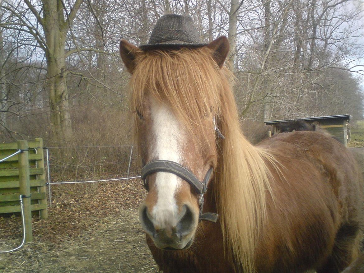 Islænder Blossi fra Ponygården - Yo Yo dér ;) billede 13