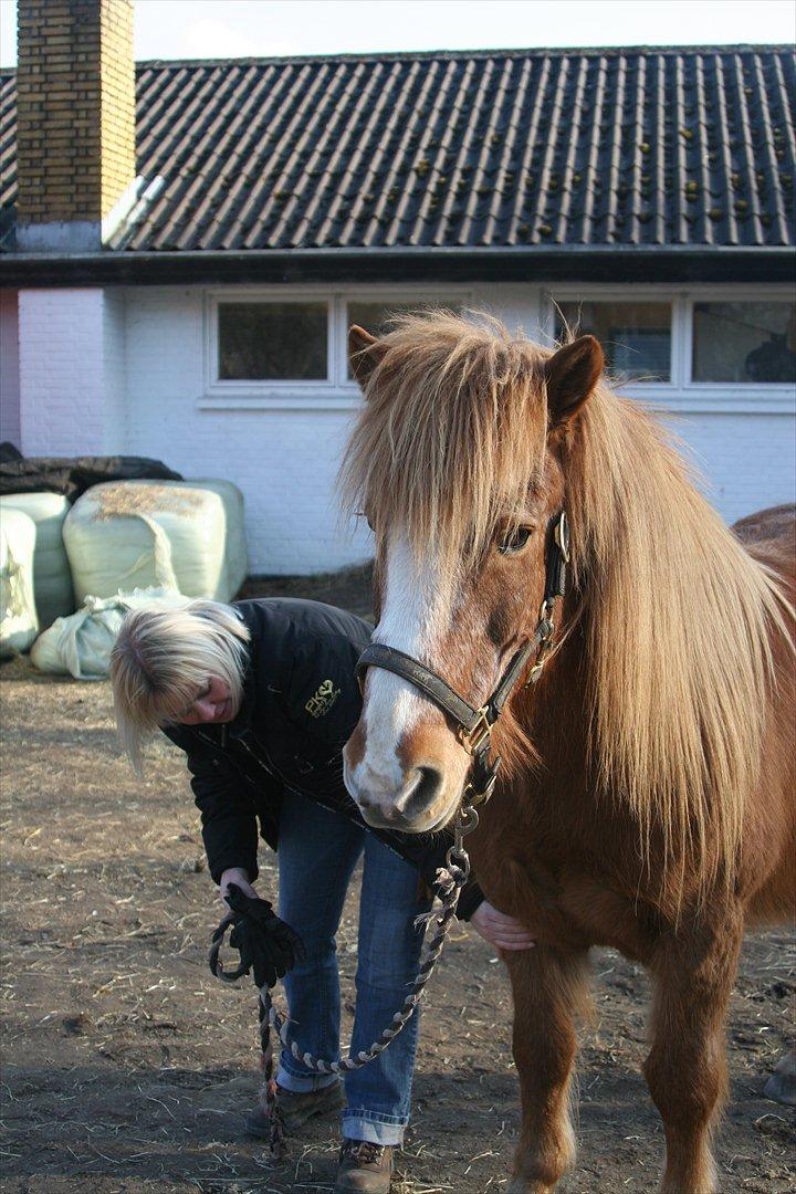 Islænder Blossi fra Ponygården - Tina Lund og hendes dejlige Blossi  <3 <3 billede 14
