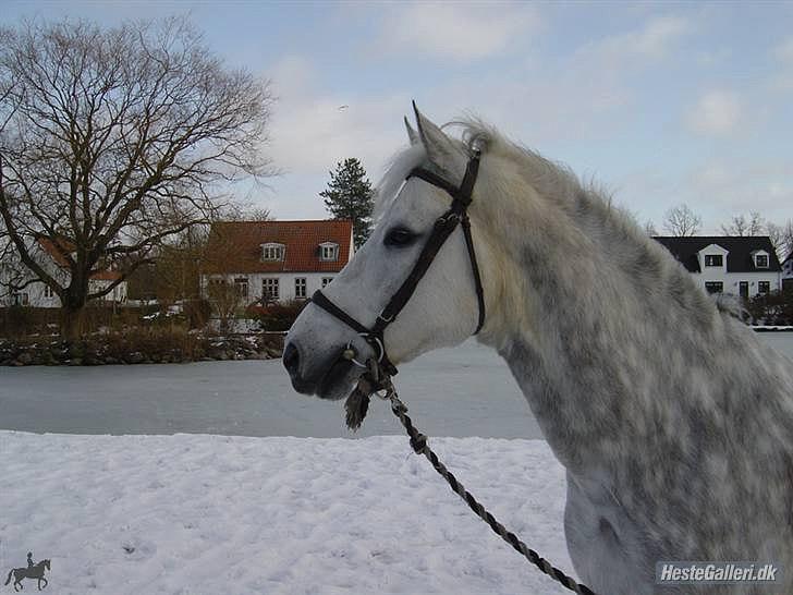 New Forest Firfods Frikvarter (Balou) billede 1