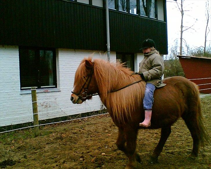 Islænder Blossi fra Ponygården - 8-årige Cecilie på Blossi uden sadel :) billede 15