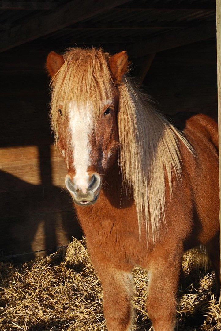 Islænder Blossi fra Ponygården - 2. Januar 2011, Blossi nyder vintervejret. billede 16