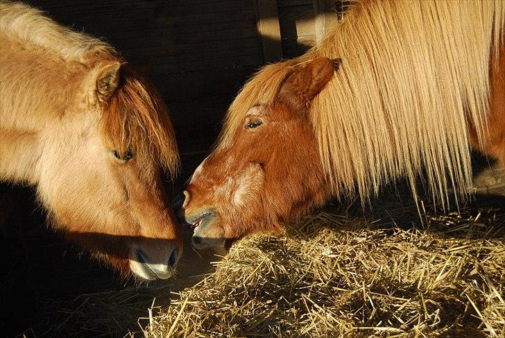 Islænder Blossi fra Ponygården - Hvis bare hende dér Gæfa, liiiige ville huske på at det er MIG der skal have først... <3 billede 17