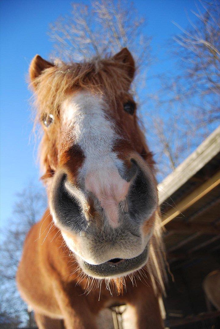 Islænder Blossi fra Ponygården - Er jeg i kameravinklen nu?? billede 18