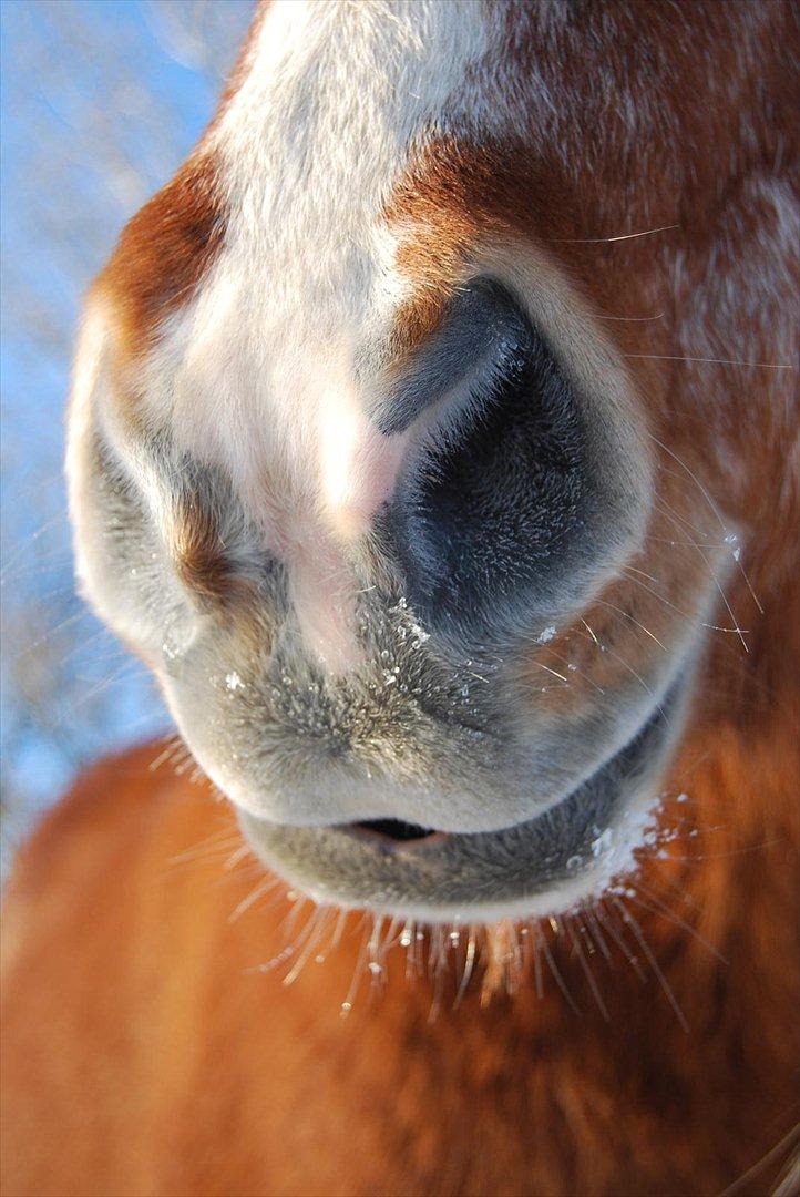 Islænder Blossi fra Ponygården - Jeg har verdens blødeste mule <3 billede 19