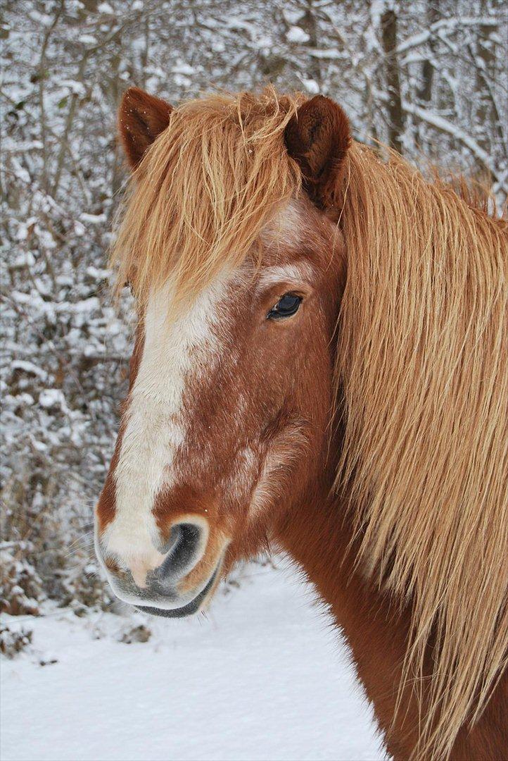 Islænder Blossi fra Ponygården - I love you Blossi <3 billede 20