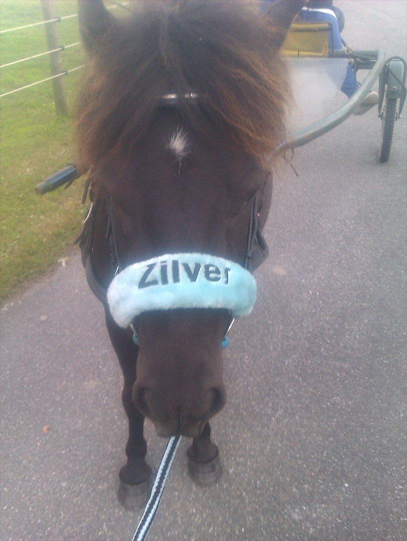 Shetlænder Zilverflame billede 2