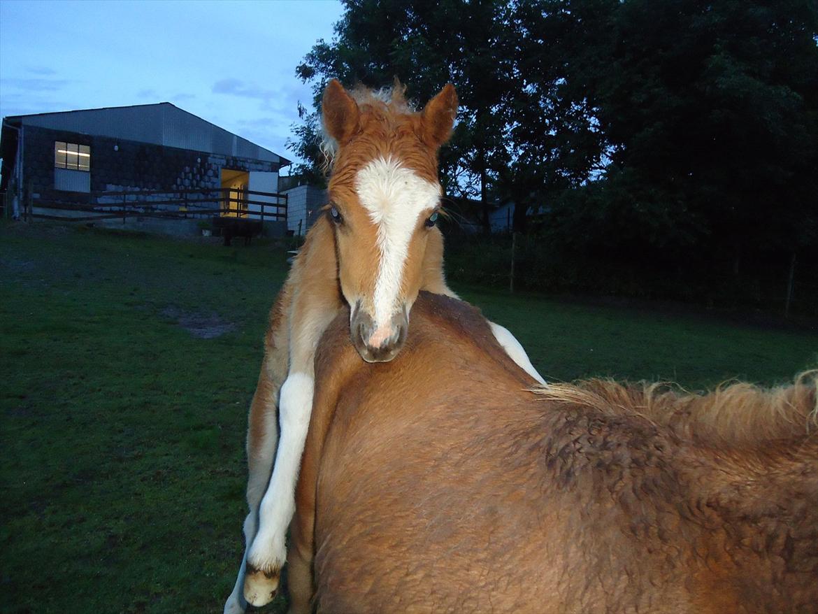 Dansk Miniature Kidings One and Only billede 13