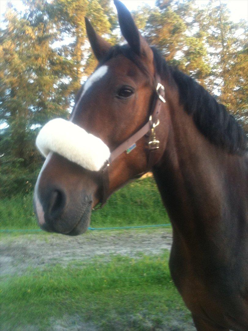 Anden særlig race A'strix - A'strix .. billede 8