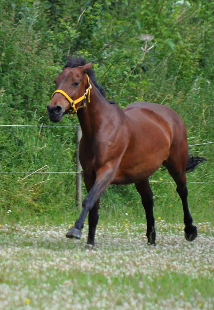 Anden særlig race Feline SOLGT - Hun er næsten sødest når hun failer allermest :-)  billede 3