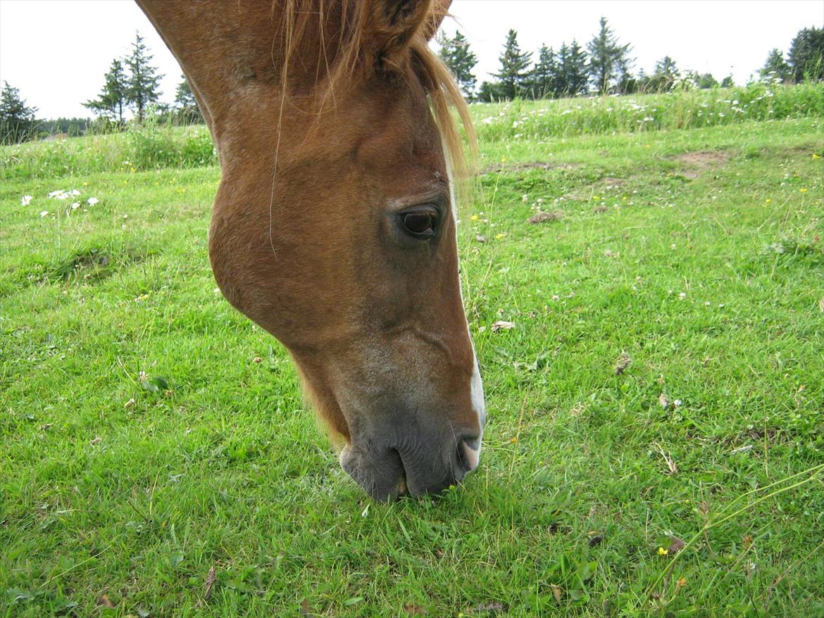 Sportsaraber (A) treeyws design billede 5