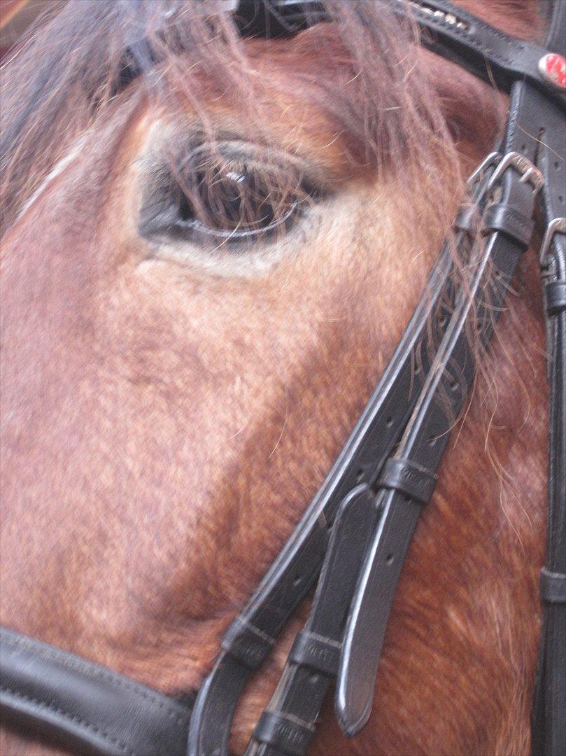 Anden særlig race Don Vito <3 Min gammle pony<3 billede 9