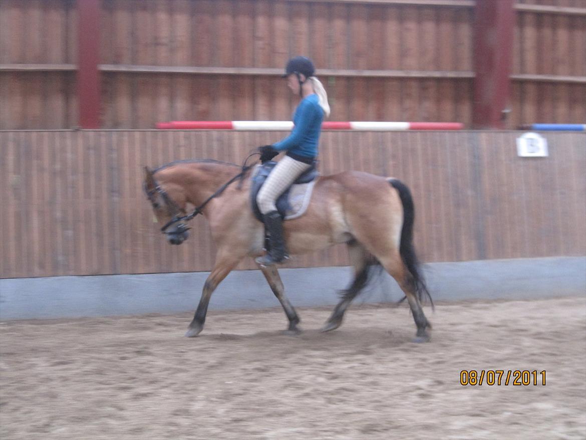 Anden særlig race Don Vito <3 Min gammle pony<3 billede 10