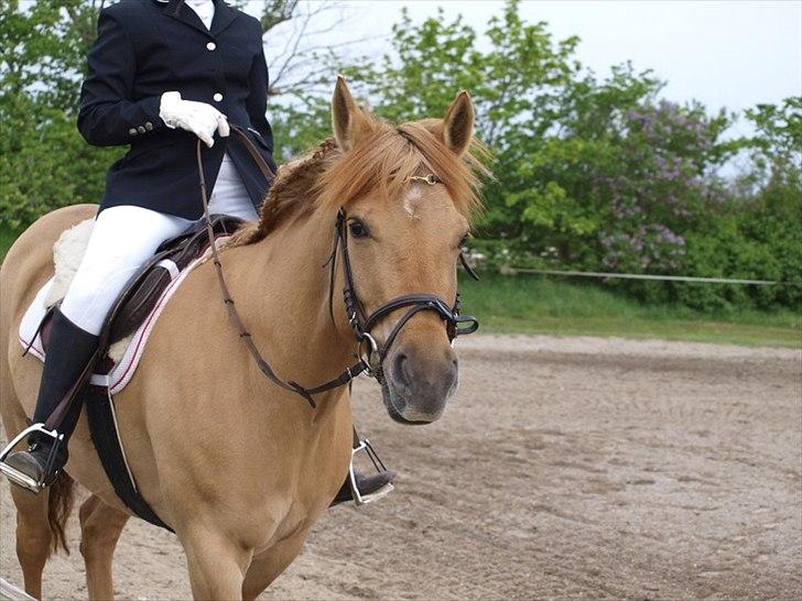Anden særlig race Dreamhorse's Caf'e Creamy  - den dejlige pige til stævne i Østerild (: 
- FOTOGRAF: Pernille kjærgård  billede 12