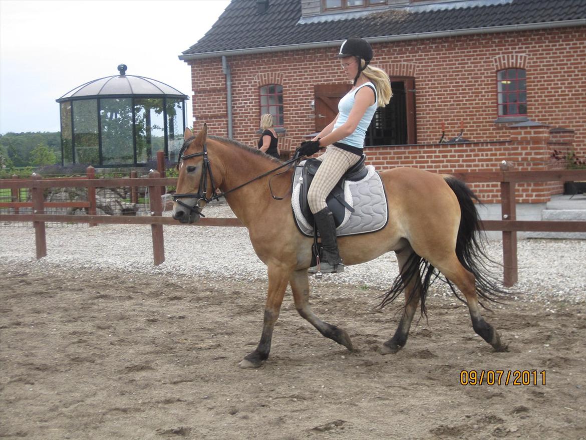 Anden særlig race Don Vito <3 Min gammle pony<3 - Dressur! :) billede 11