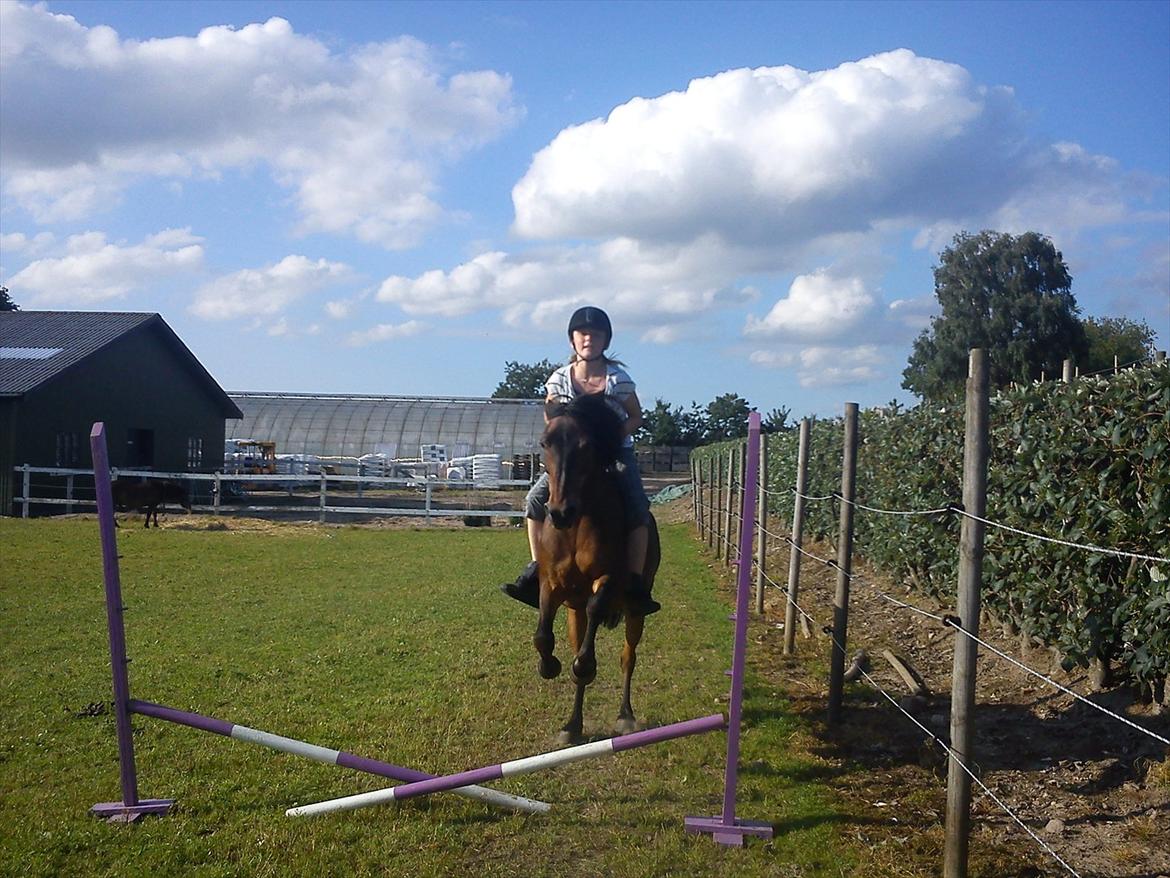 Anden særlig race Brune  [Savnet :'* ] billede 8