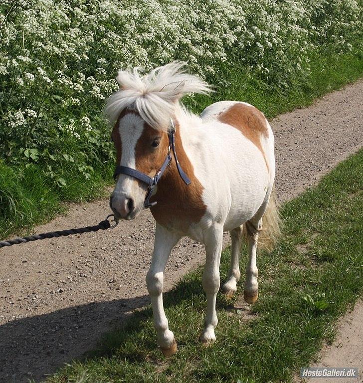 Shetlænder Vaseli´s Sigurt billede 1