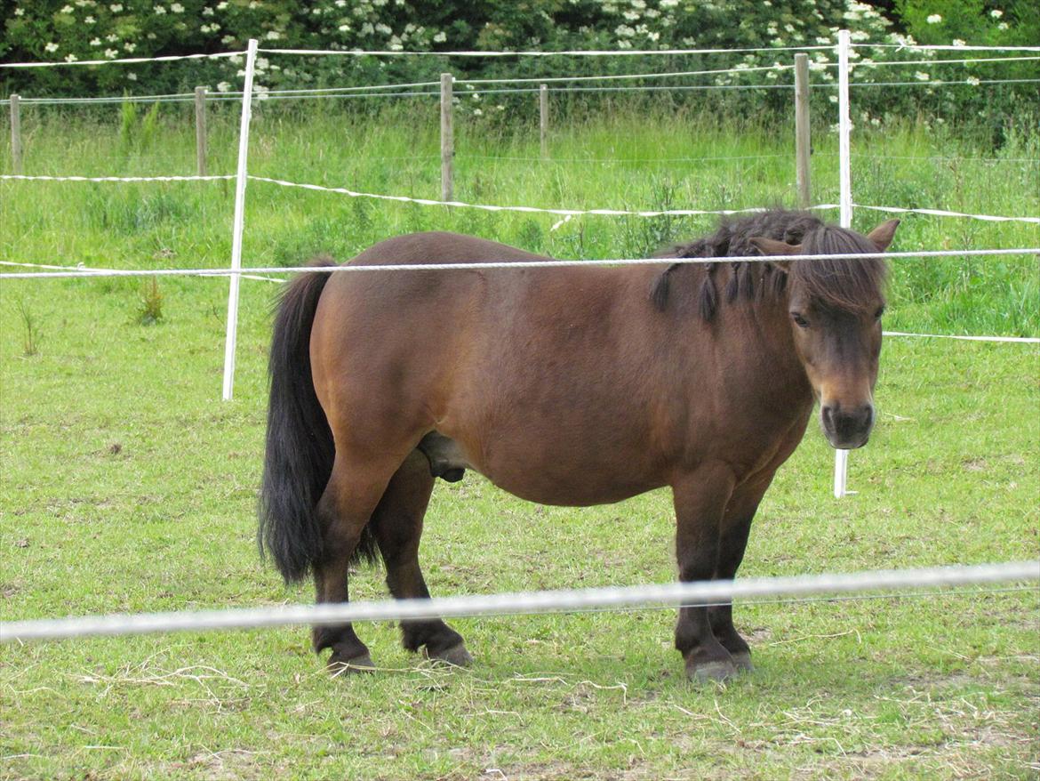 Shetlænder Lillemand billede 11