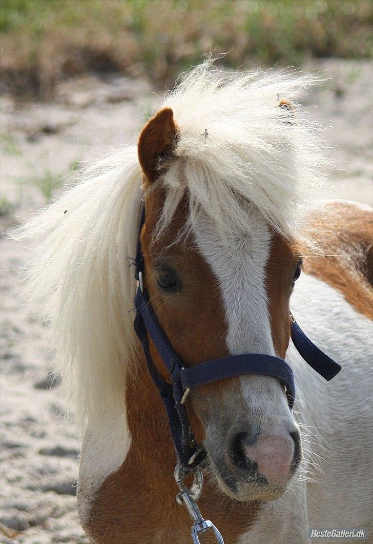 Shetlænder Vaseli´s Sigurt billede 2