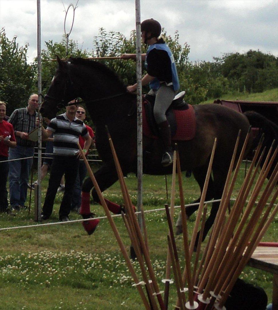 Dansk Varmblod Fan Ace  DH hoppe *halvpart* billede 13