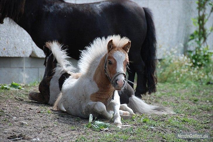 Shetlænder Vaseli´s Sigurt billede 3