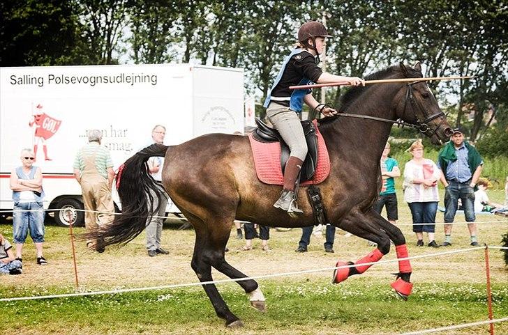 Dansk Varmblod Fan Ace  DH hoppe *halvpart* billede 14