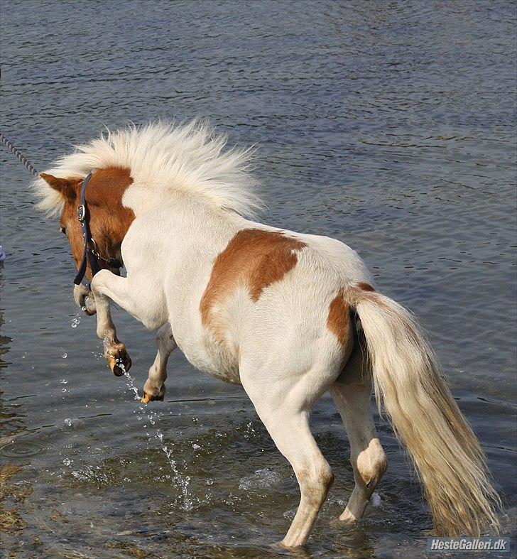 Shetlænder Vaseli´s Sigurt billede 4