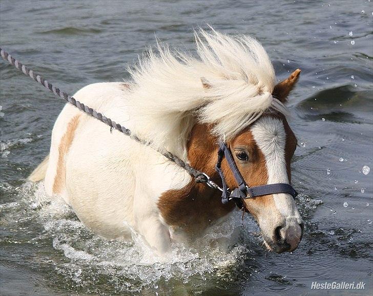 Shetlænder Vaseli´s Sigurt billede 5