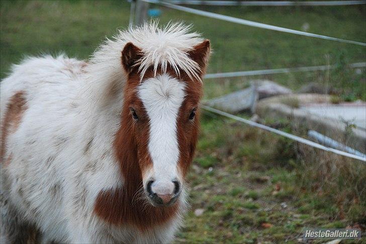 Shetlænder Vaseli´s Sigurt billede 6