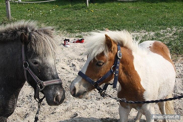 Shetlænder Vaseli´s Sigurt billede 7