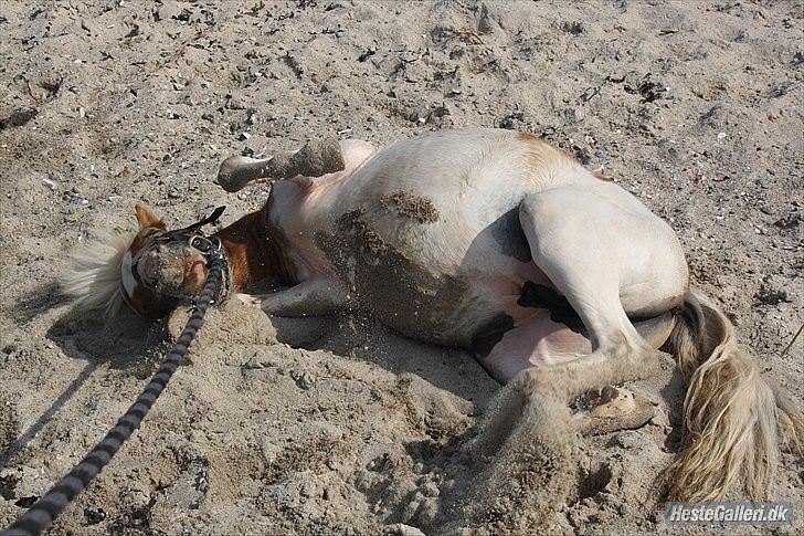 Shetlænder Vaseli´s Sigurt billede 8