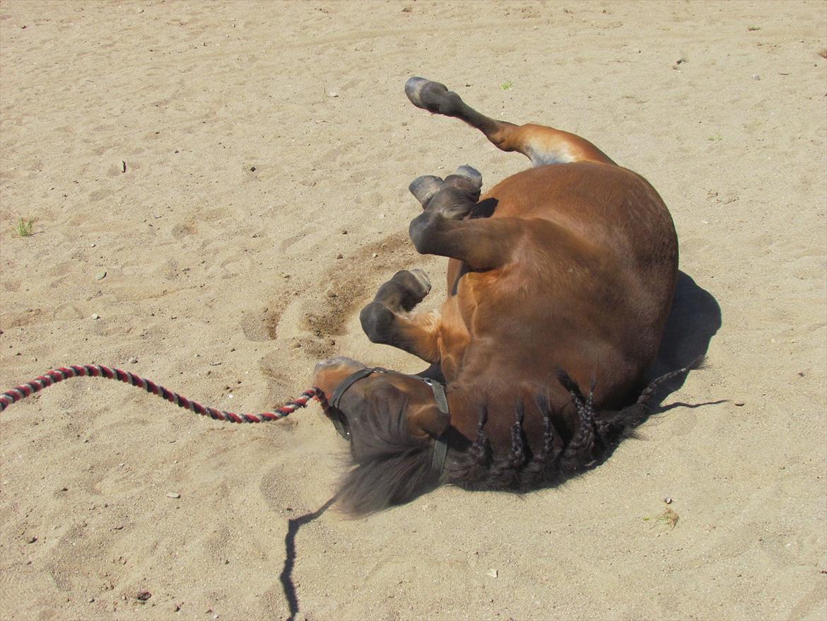 Shetlænder Lillemand billede 13