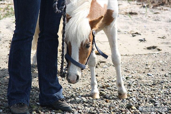 Shetlænder Vaseli´s Sigurt billede 9