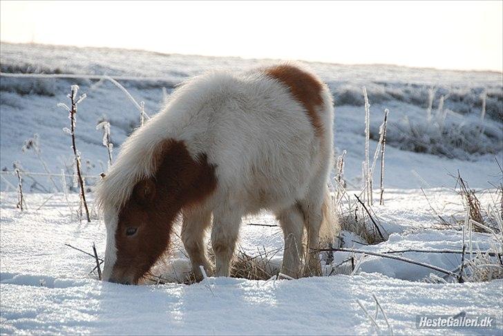 Shetlænder Vaseli´s Sigurt billede 10