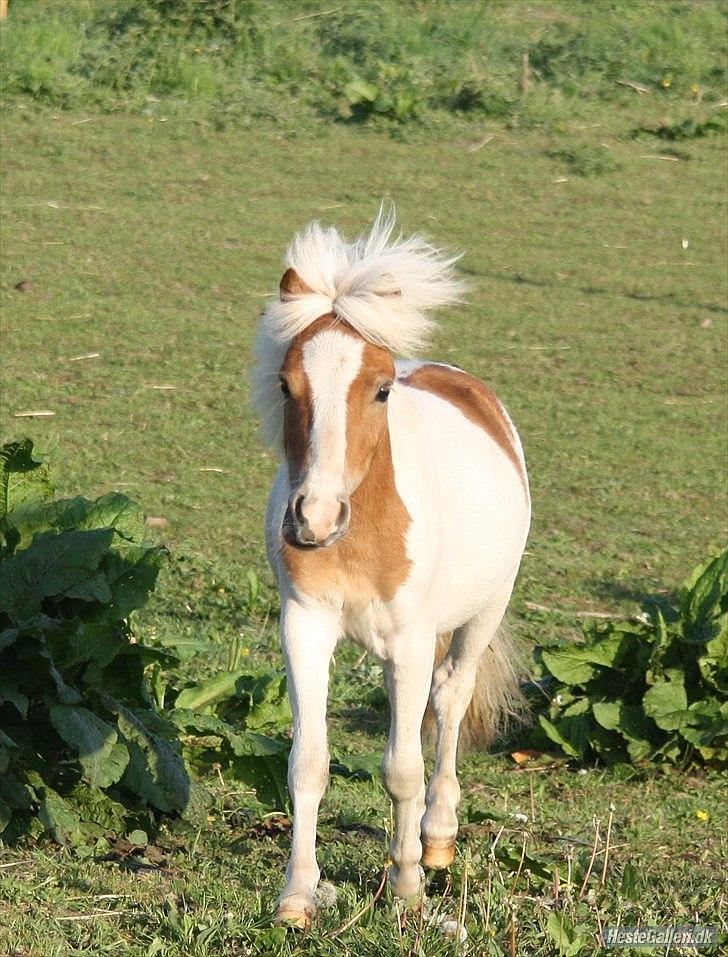 Shetlænder Vaseli´s Sigurt billede 11