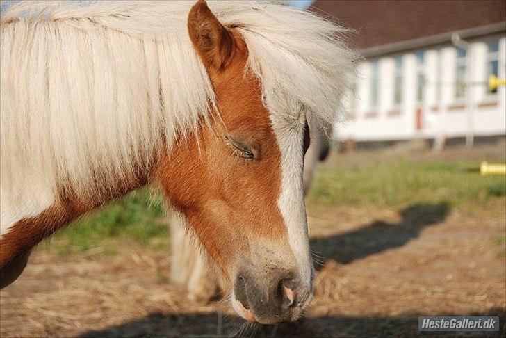 Shetlænder Vaseli´s Sigurt billede 12