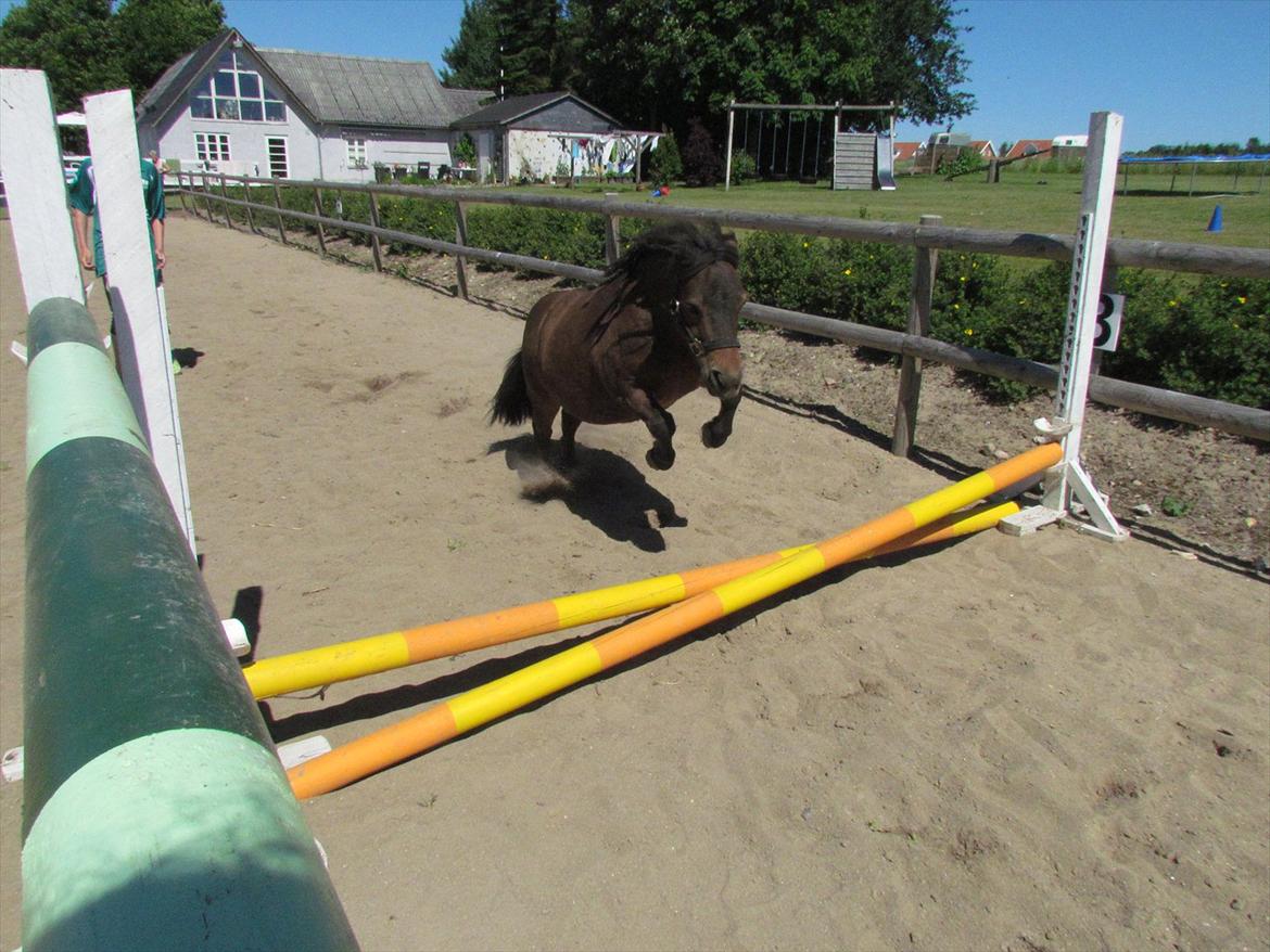 Shetlænder Lillemand billede 14
