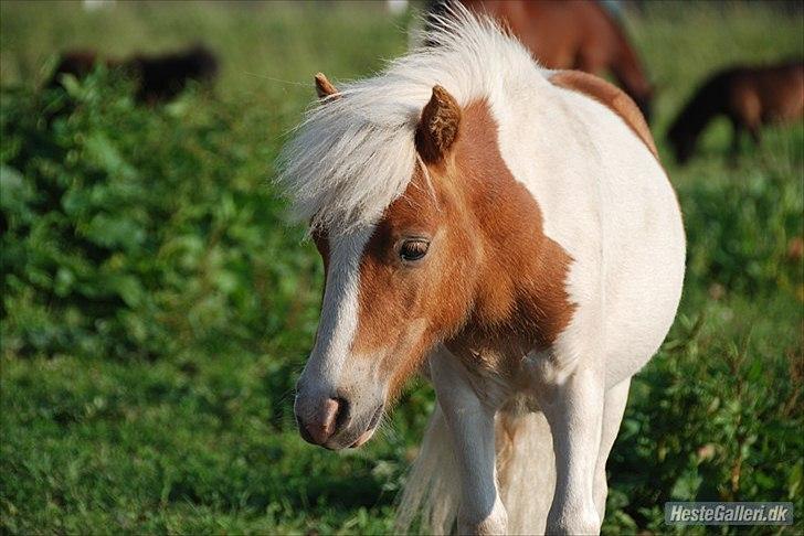Shetlænder Vaseli´s Sigurt billede 13